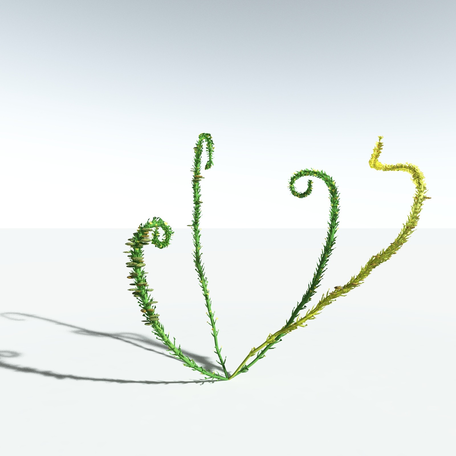 EVERYPlant Discalis Longistipia for Vue by N/A