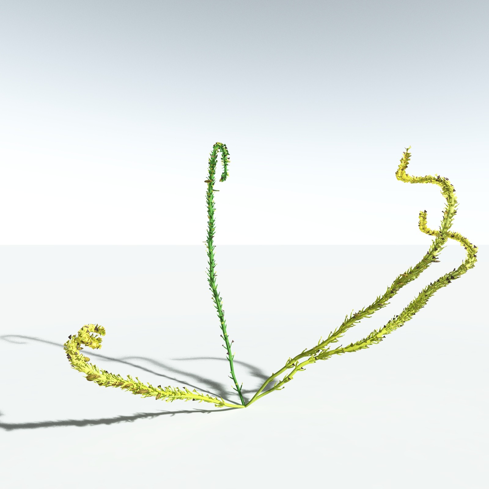 EVERYPlant Discalis Longistipia for Vue by N/A