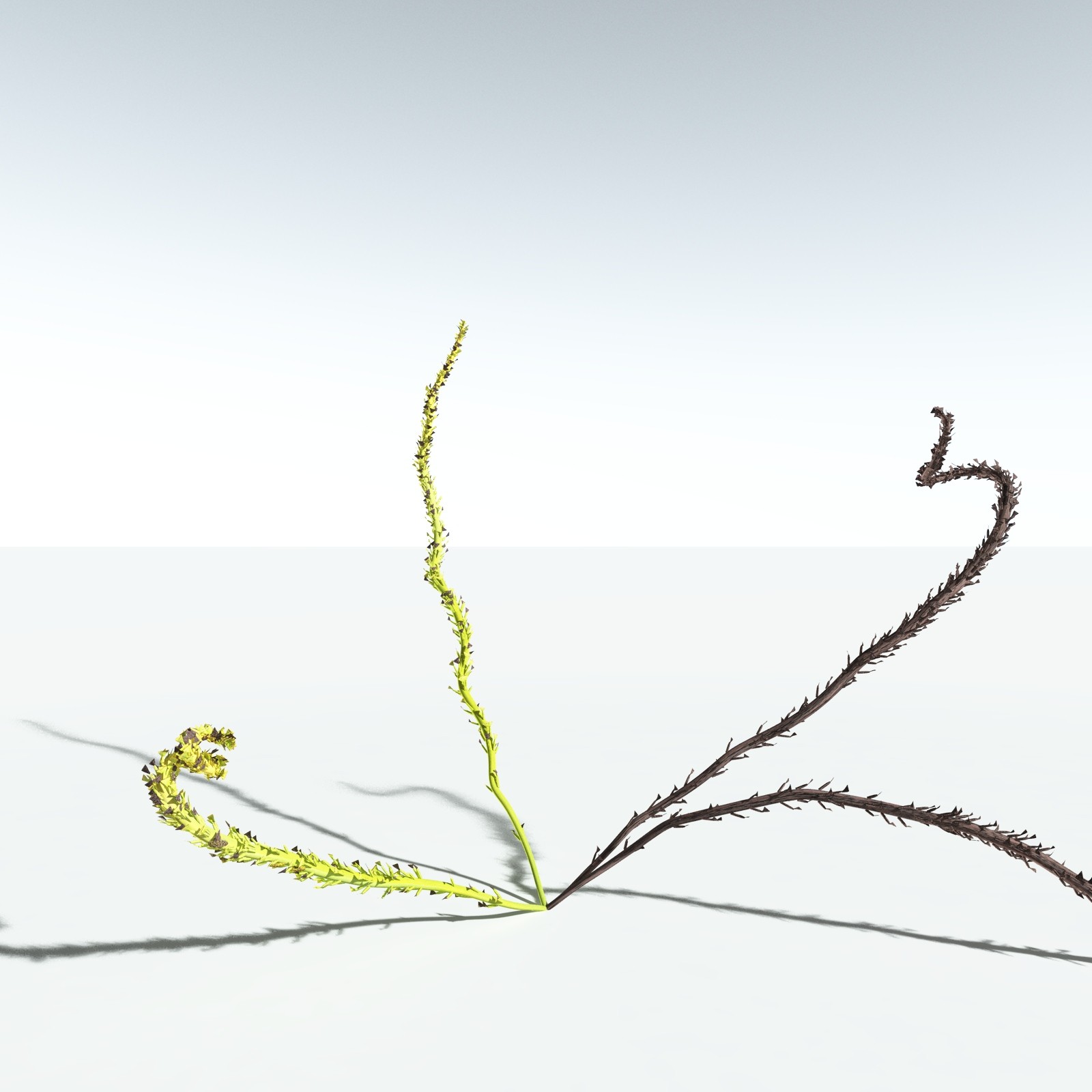 EVERYPlant Discalis Longistipia for Vue by N/A