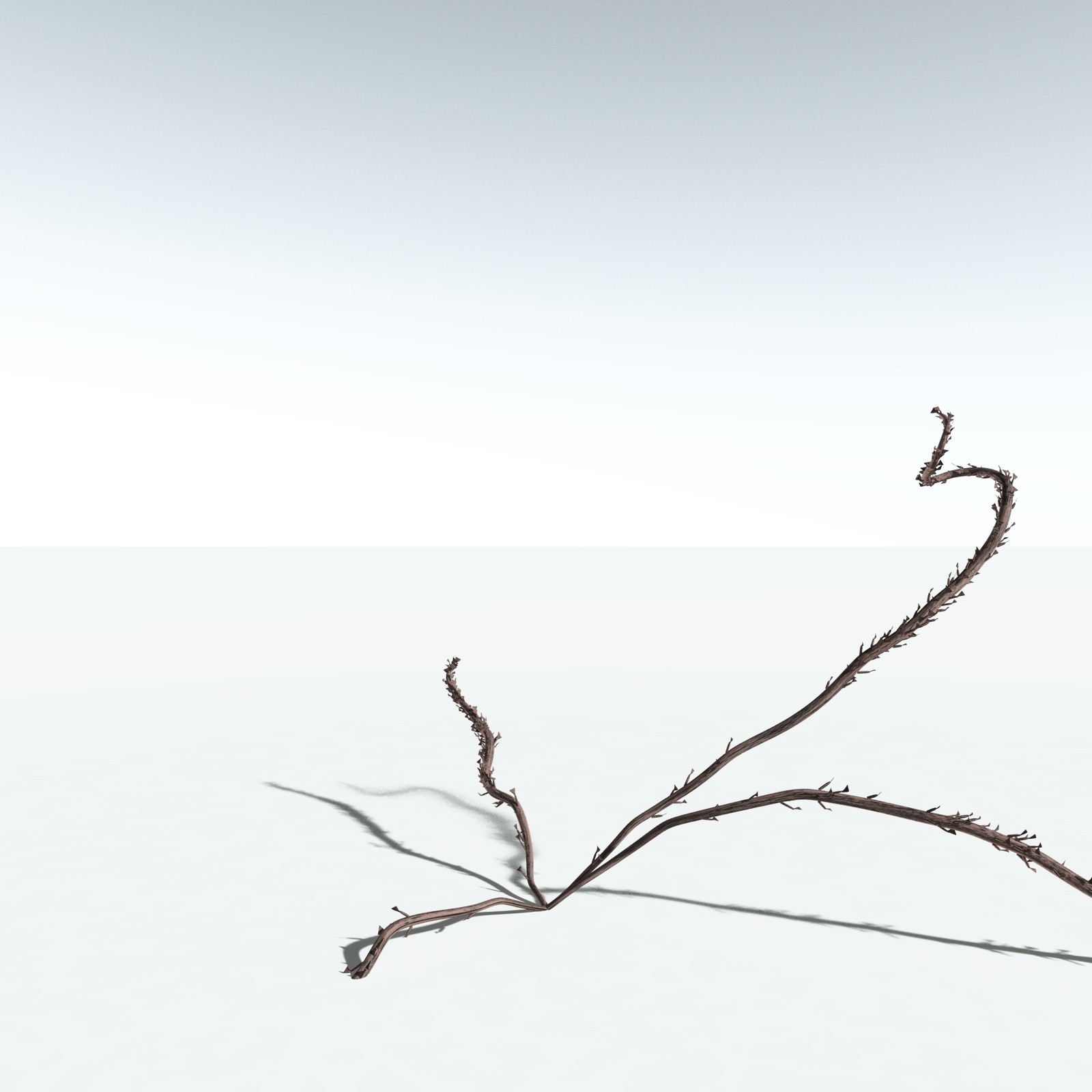 EVERYPlant Discalis Longistipia for Vue by N/A