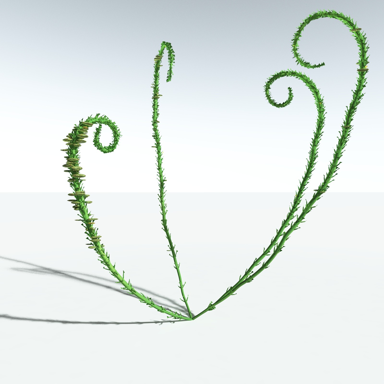 EVERYPlant Discalis Longistipia for Vue by N/A