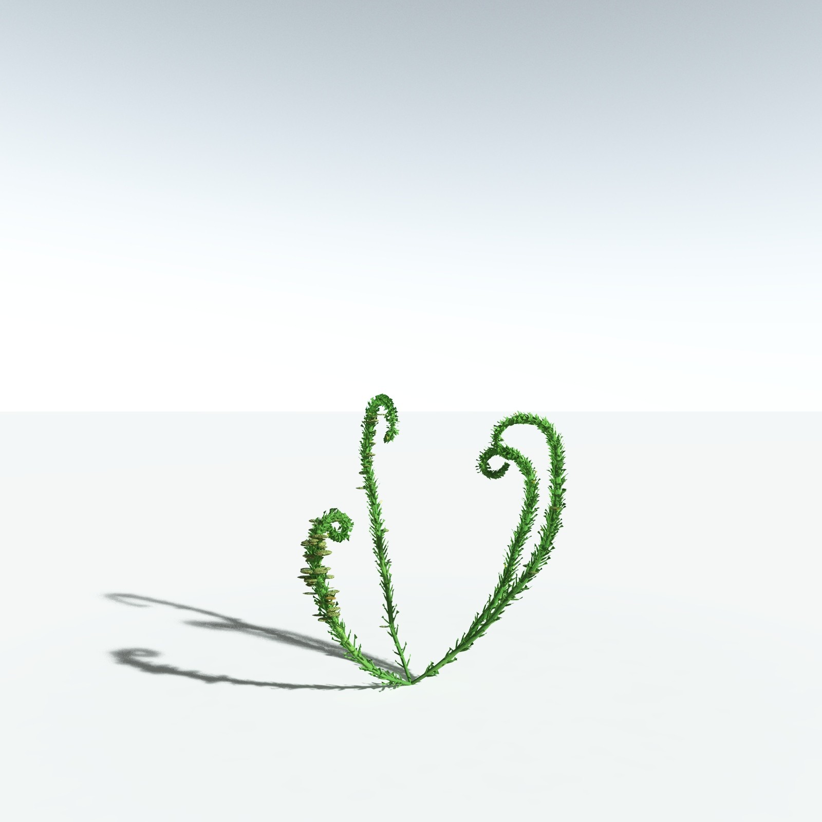 EVERYPlant Discalis Longistipia for Vue by N/A