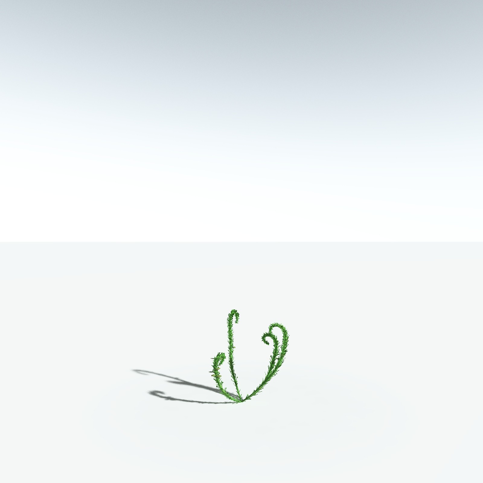 EVERYPlant Discalis Longistipia for Vue by N/A