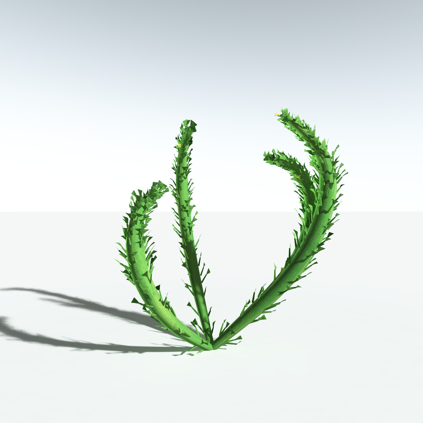 EVERYPlant Discalis Longistipia for Vue by N/A