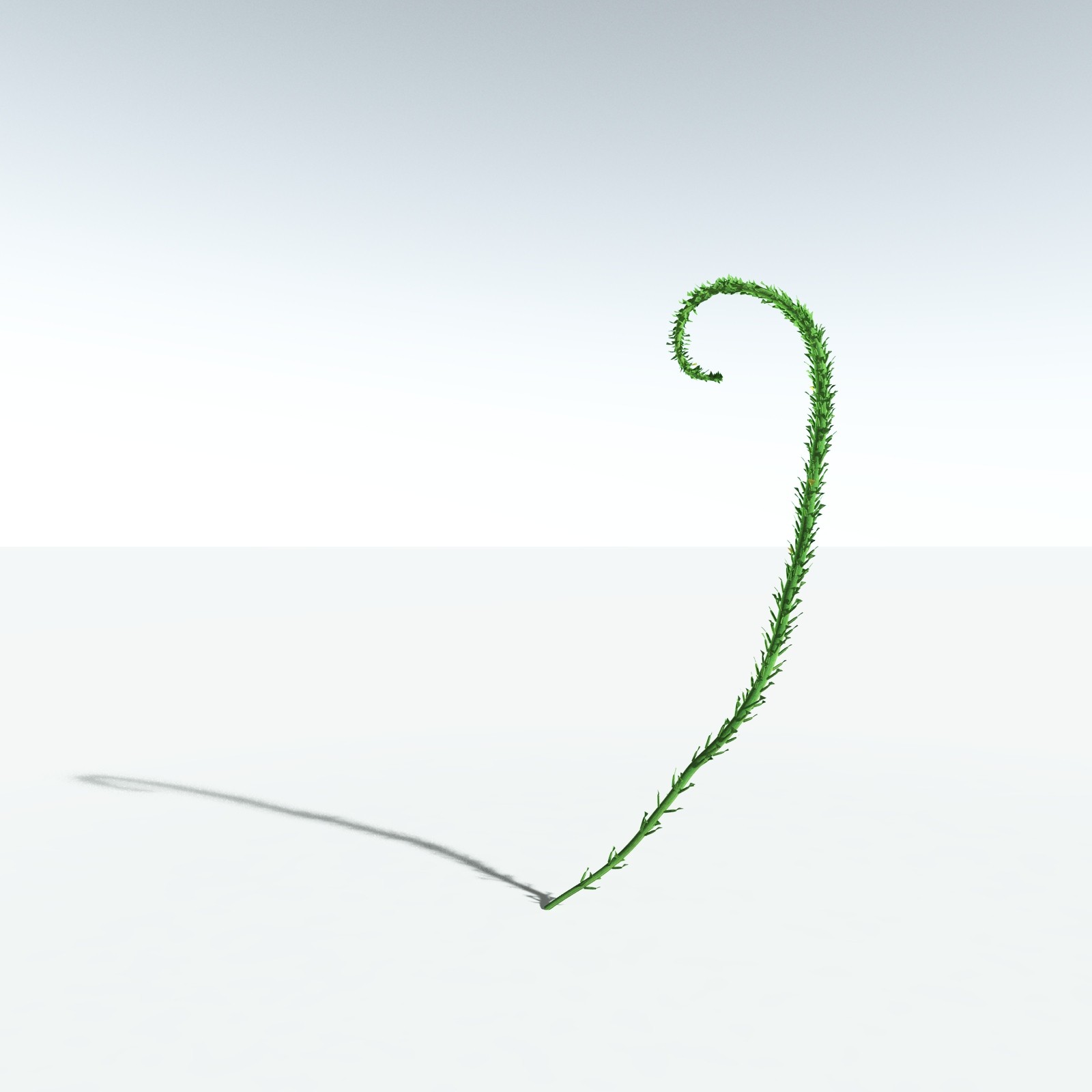 EVERYPlant Discalis Longistipia for Vue by N/A