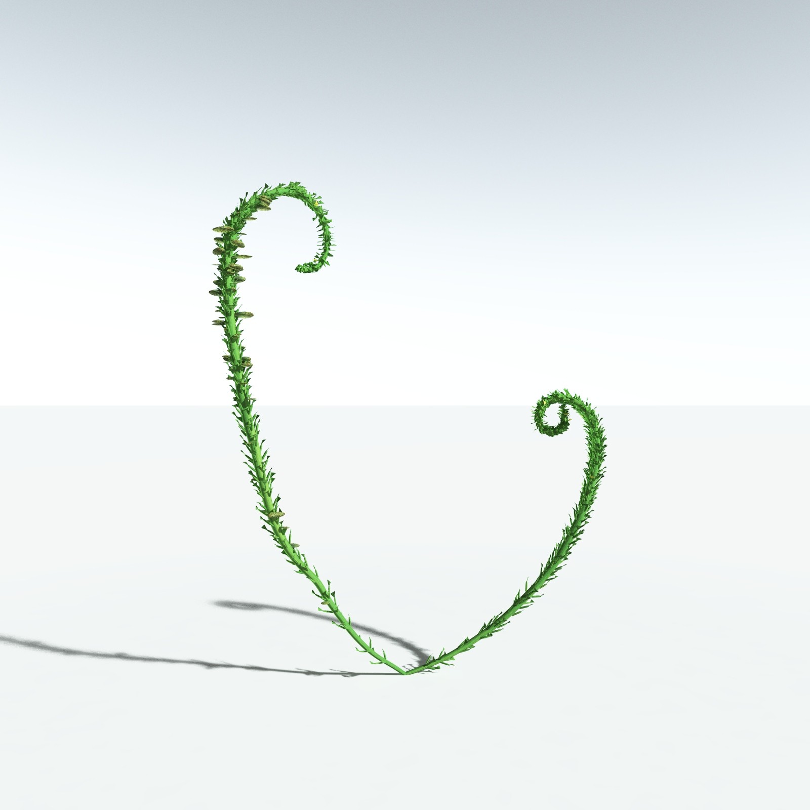 EVERYPlant Discalis Longistipia for Vue by N/A