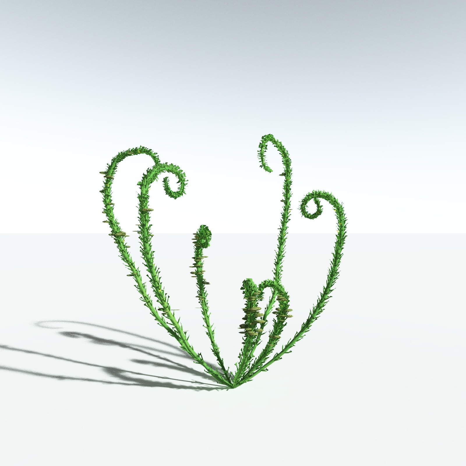 EVERYPlant Discalis Longistipia for Vue by N/A