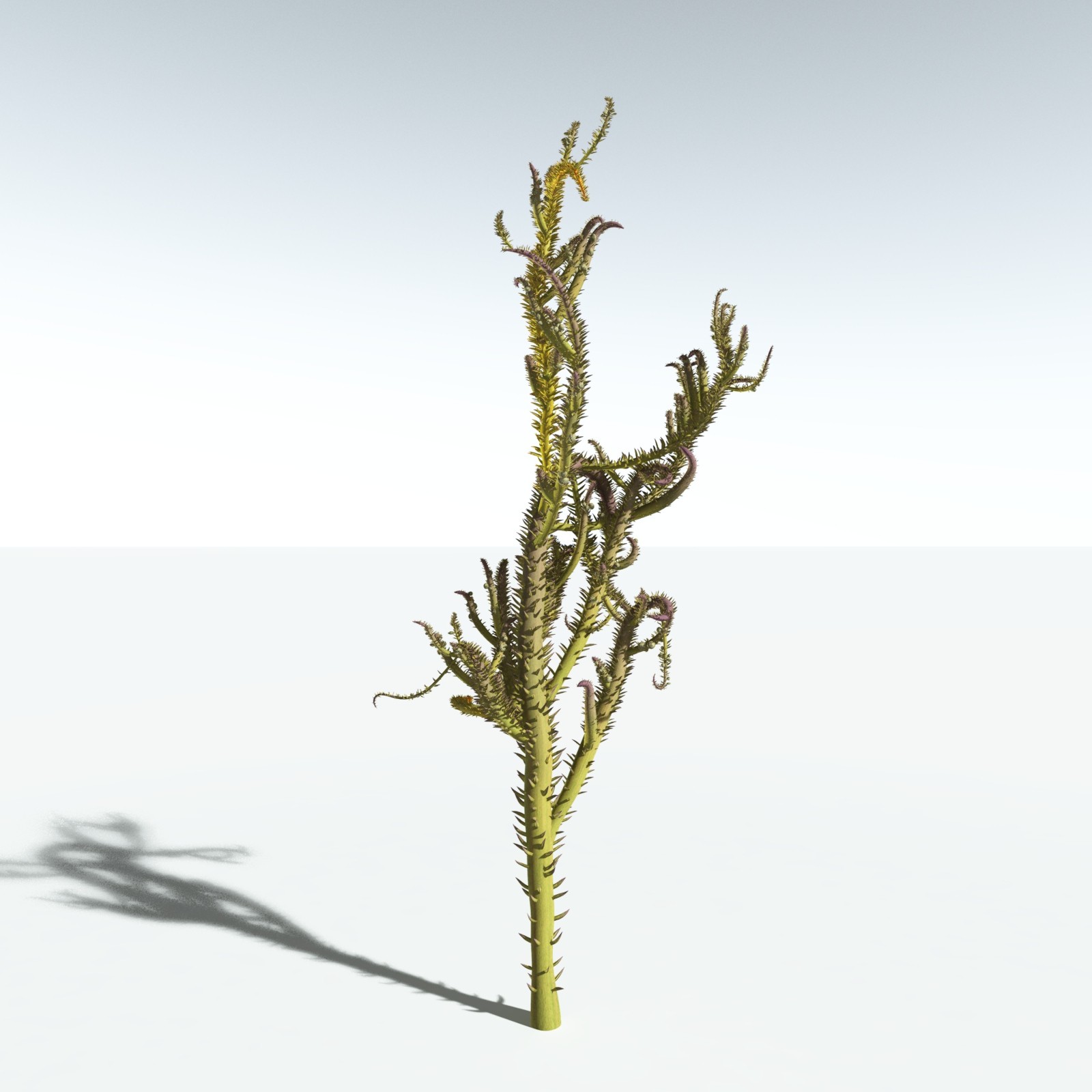 EVERYPlant Drepanophycus Spinaeformis for Vue by N/A