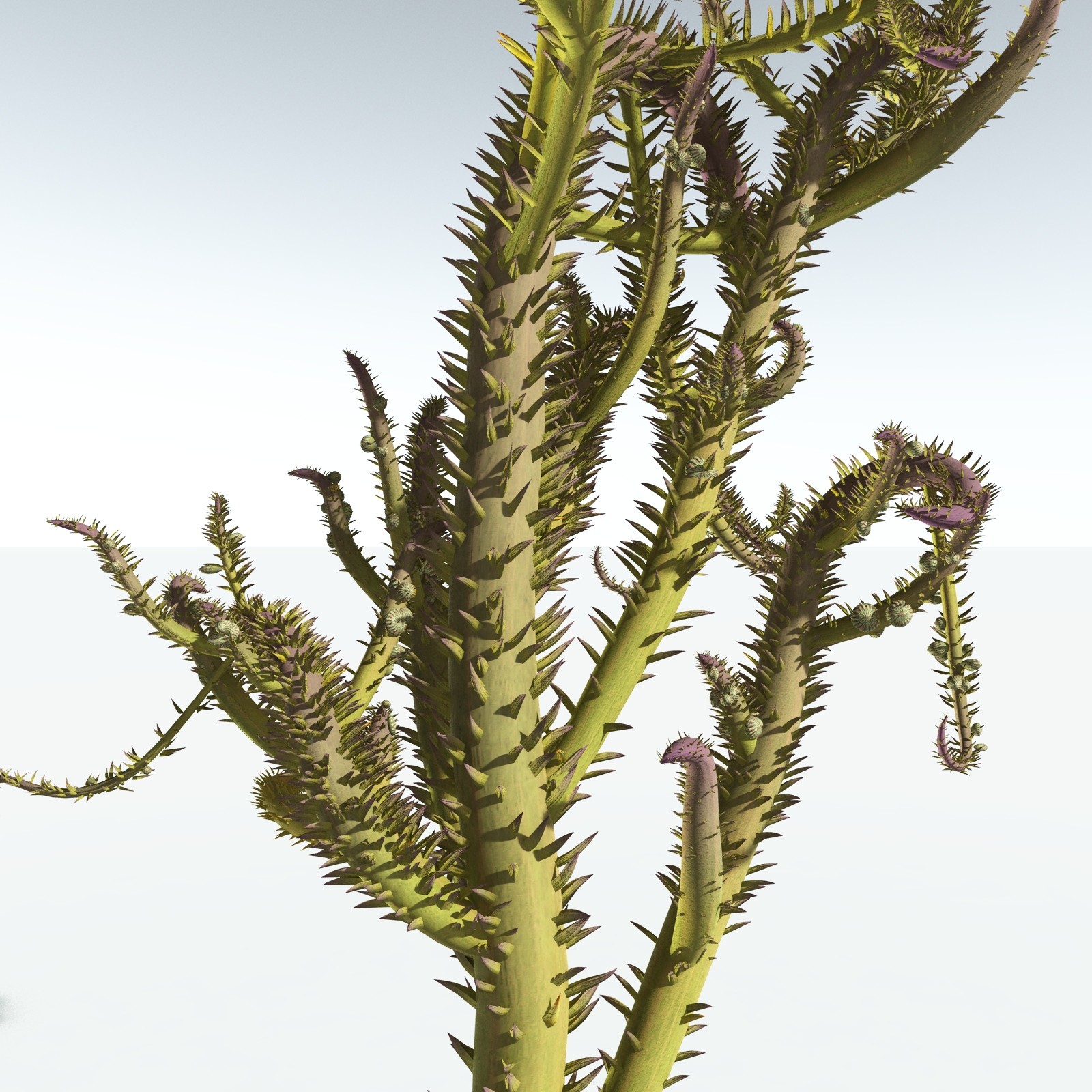 EVERYPlant Drepanophycus Spinaeformis for Vue by N/A