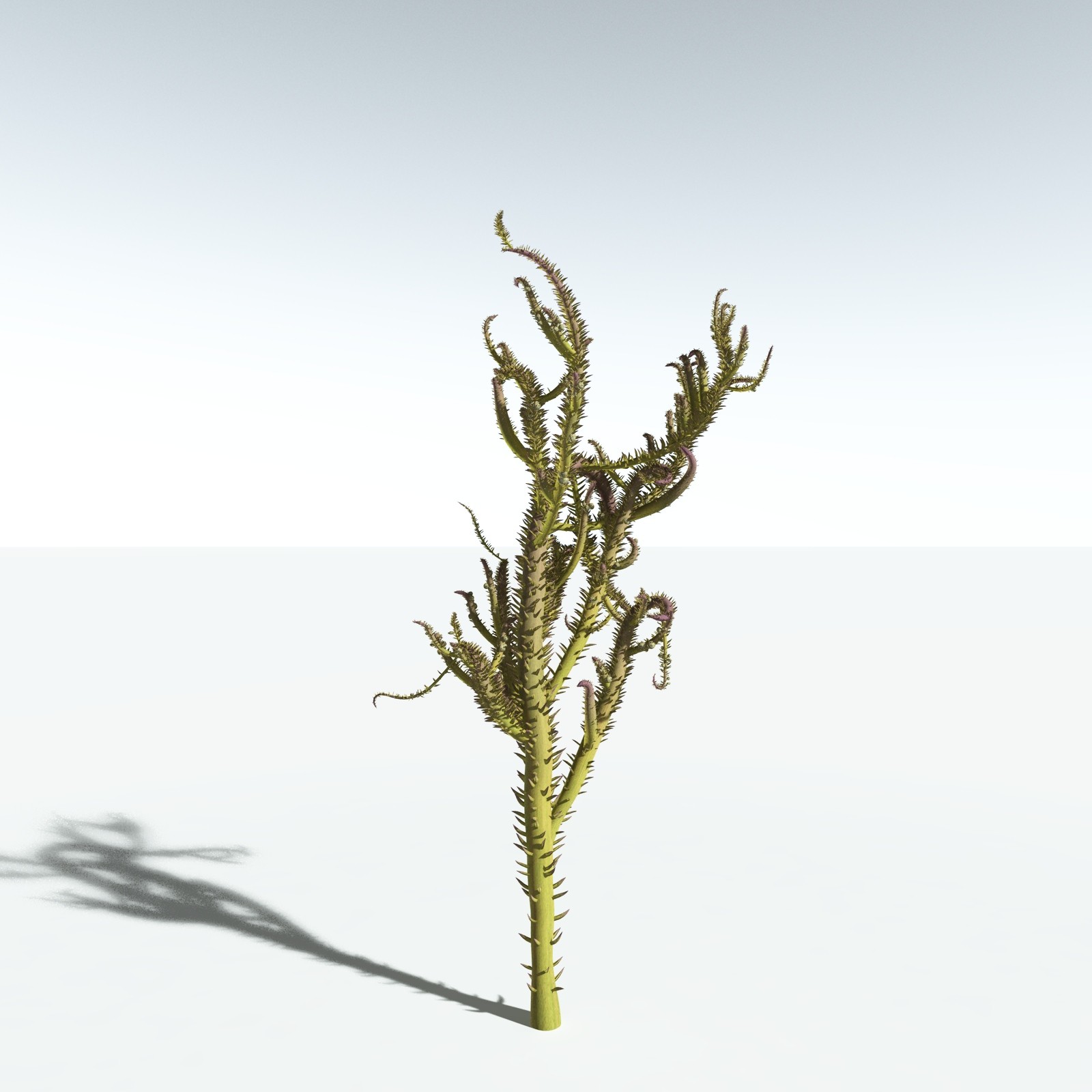 EVERYPlant Drepanophycus Spinaeformis for Vue by N/A