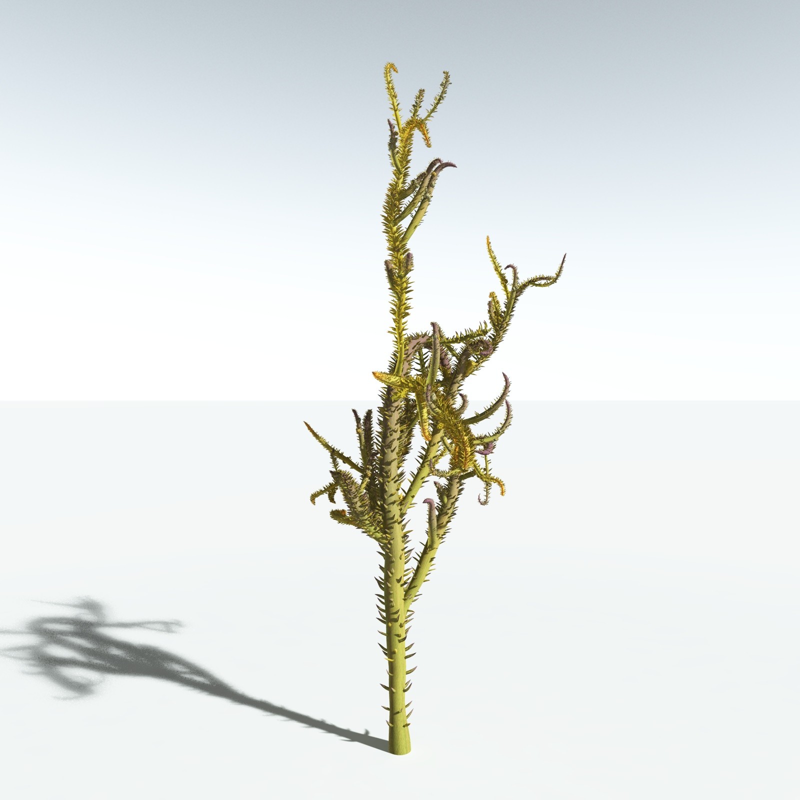 EVERYPlant Drepanophycus Spinaeformis for Vue by N/A
