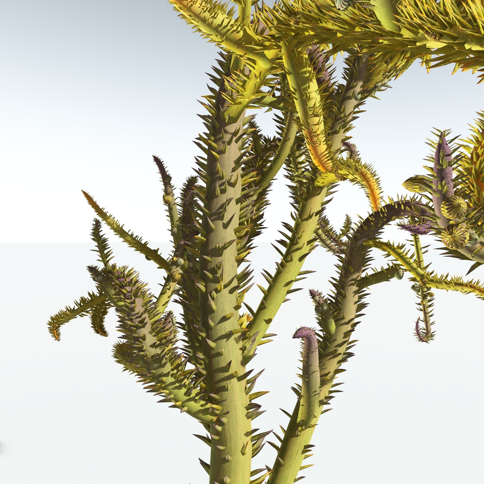 EVERYPlant Drepanophycus Spinaeformis for Vue by N/A