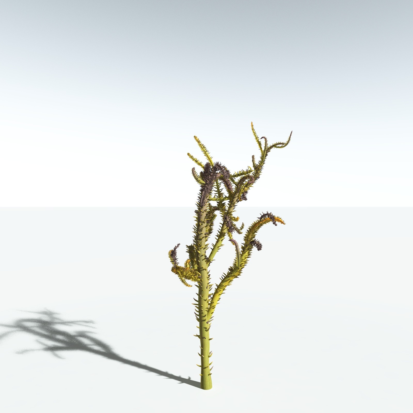 EVERYPlant Drepanophycus Spinaeformis for Vue by N/A