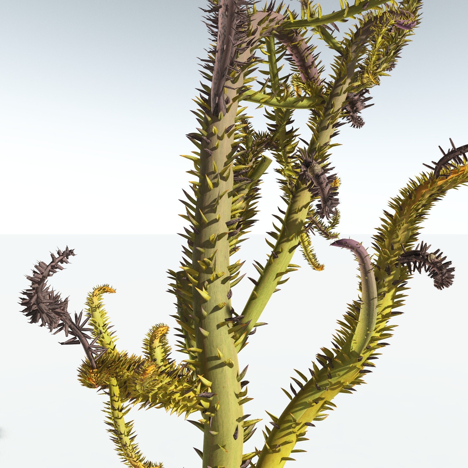 EVERYPlant Drepanophycus Spinaeformis for Vue by N/A