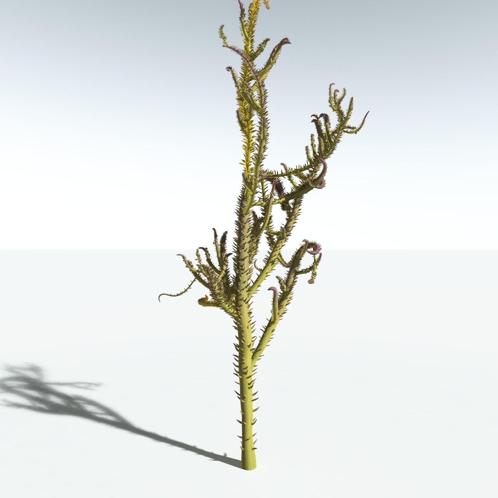 EVERYPlant Drepanophycus Spinaeformis for Vue by N/A