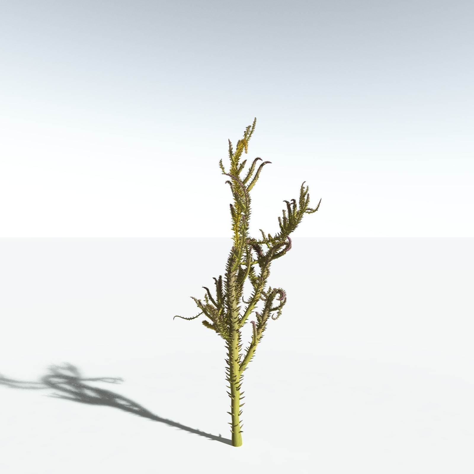 EVERYPlant Drepanophycus Spinaeformis for Vue by N/A