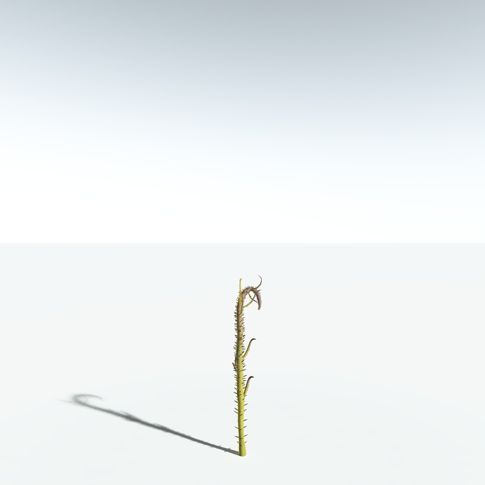EVERYPlant Drepanophycus Spinaeformis for Vue by N/A