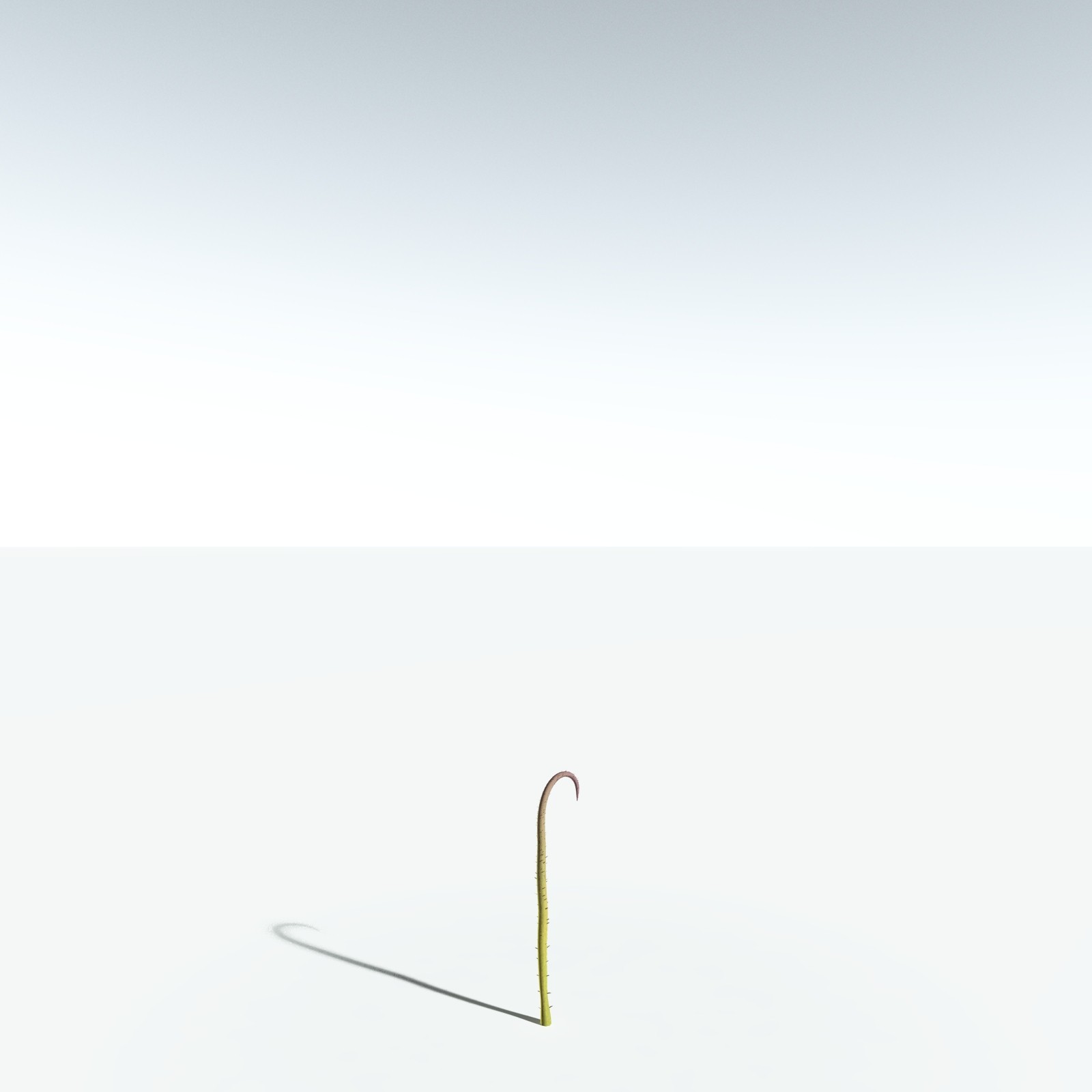 EVERYPlant Drepanophycus Spinaeformis for Vue by N/A