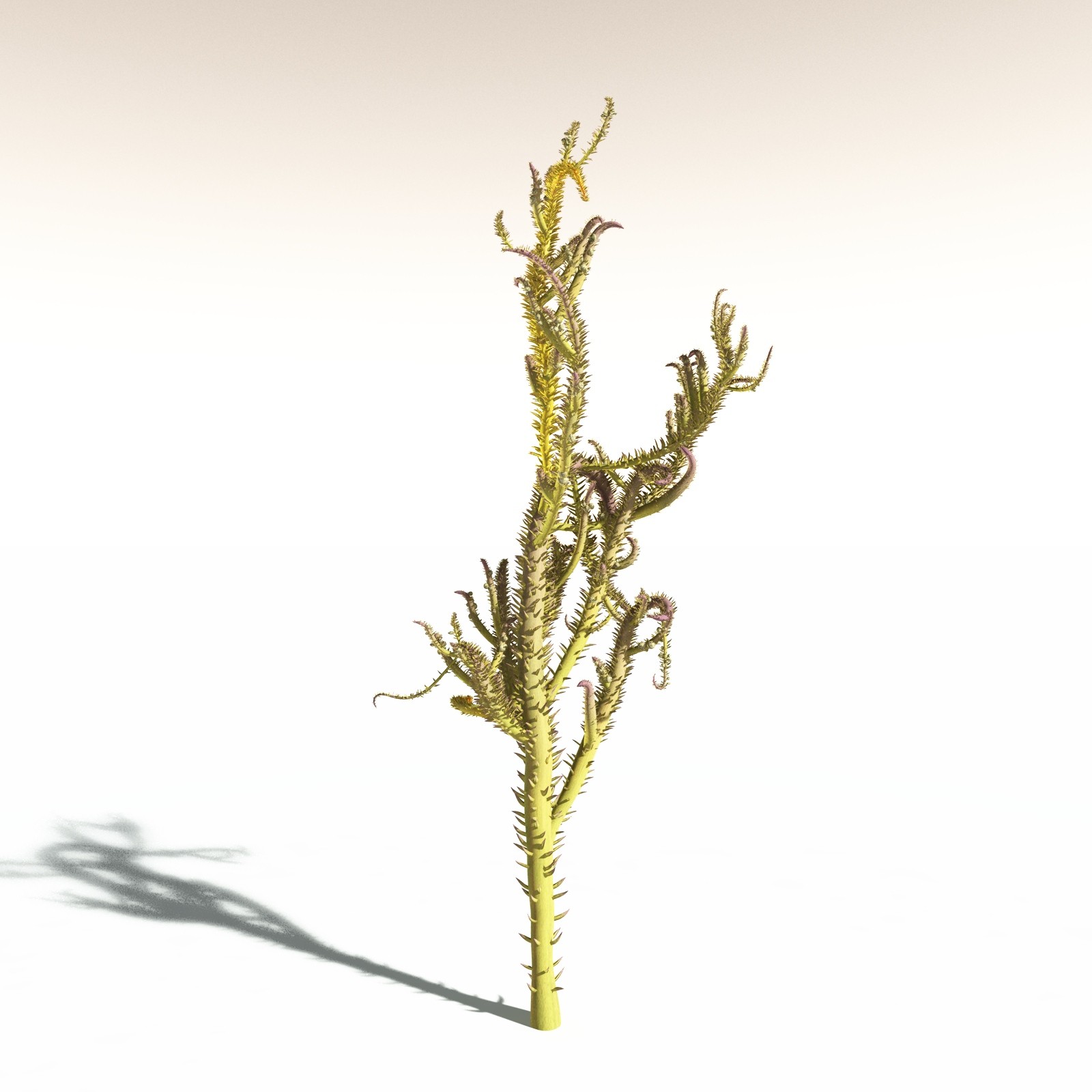 EVERYPlant Drepanophycus Spinaeformis for Daz by N/A