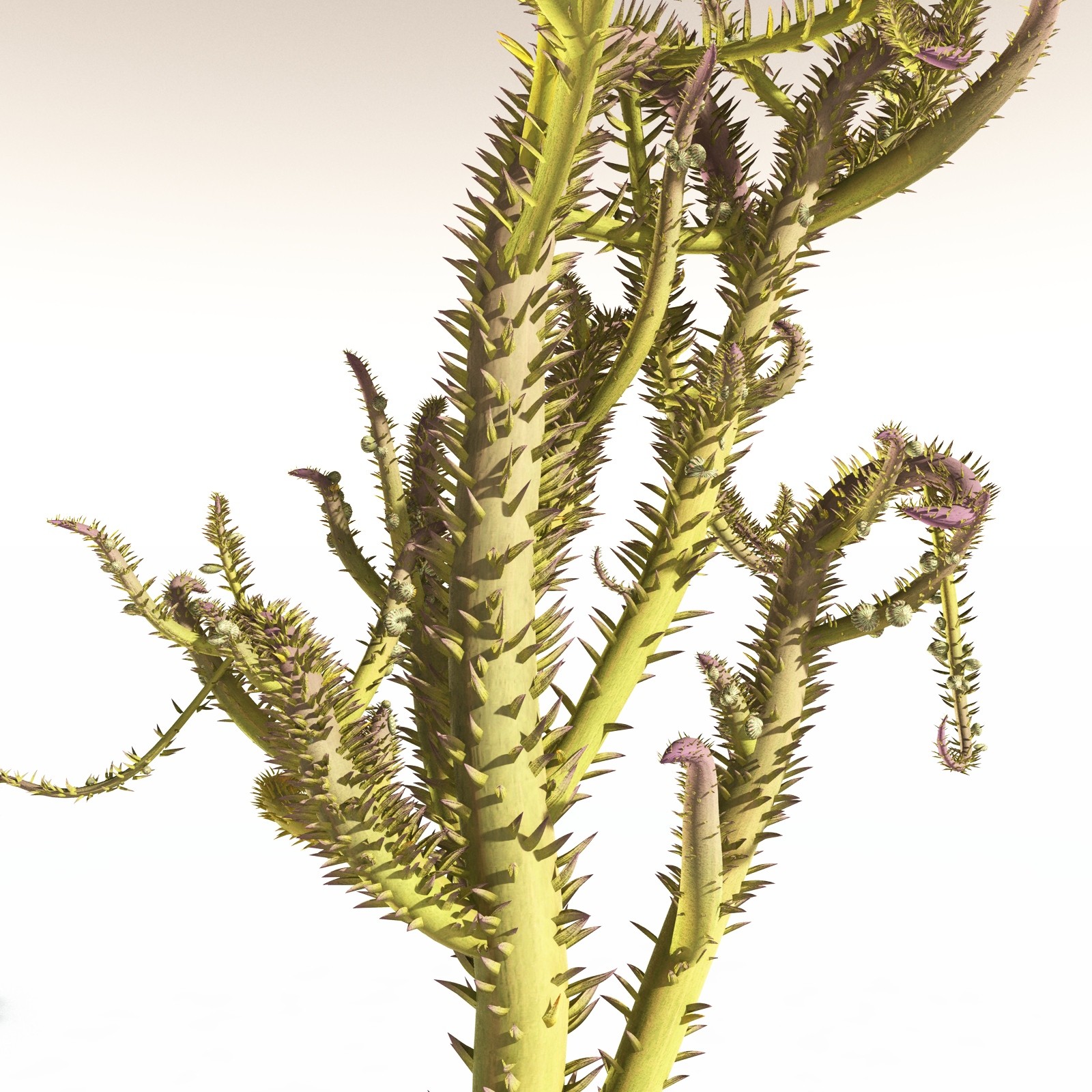 EVERYPlant Drepanophycus Spinaeformis for Daz by N/A