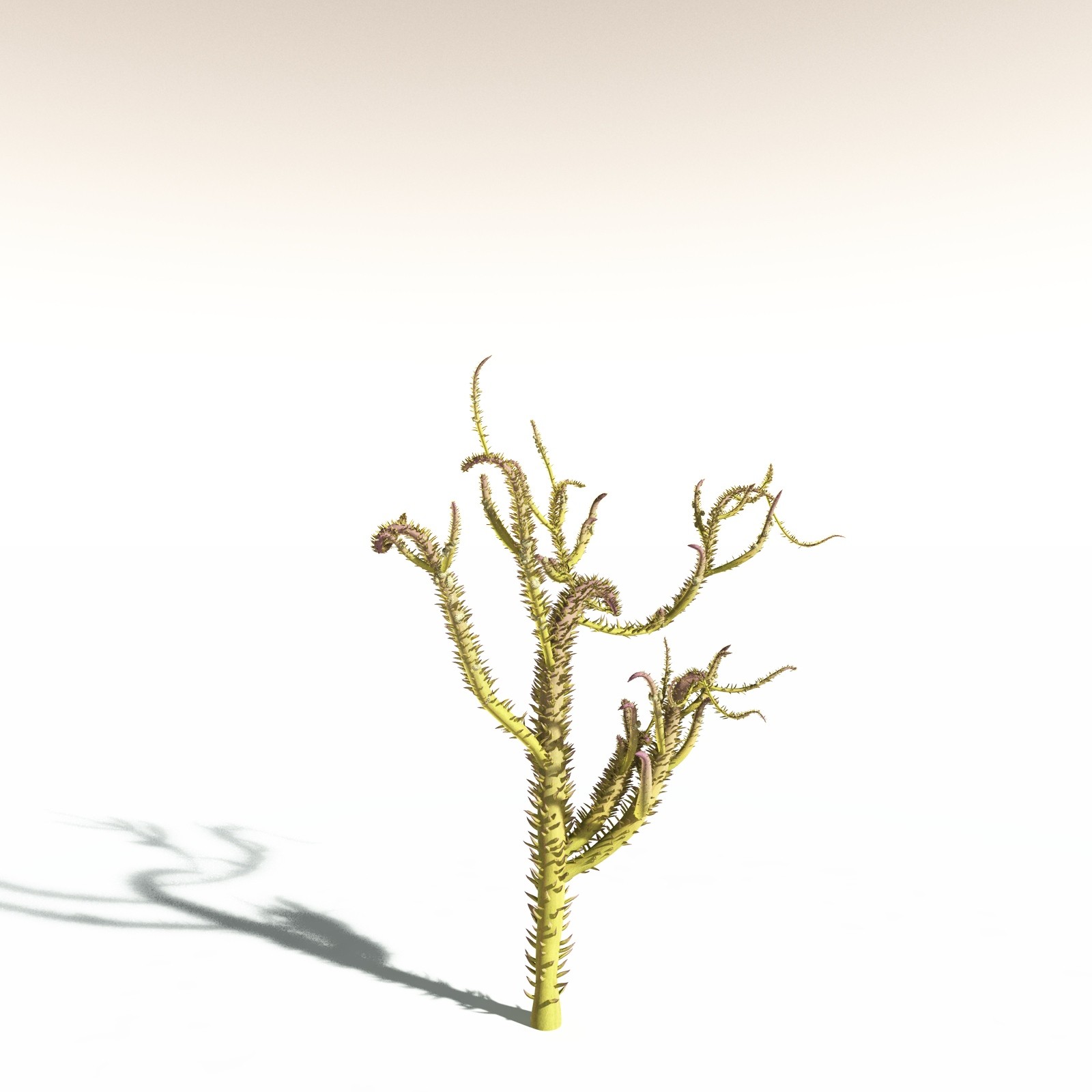 EVERYPlant Drepanophycus Spinaeformis for Daz by N/A