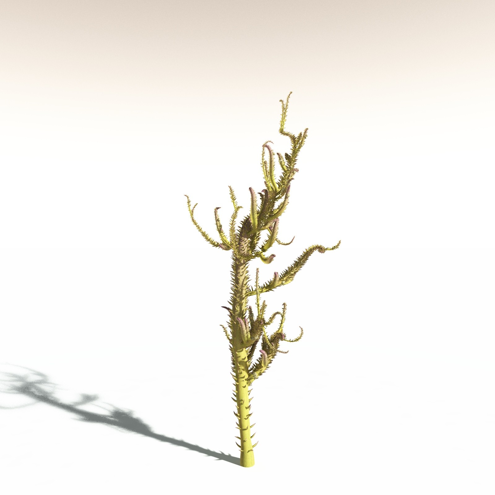 EVERYPlant Drepanophycus Spinaeformis for Daz by N/A