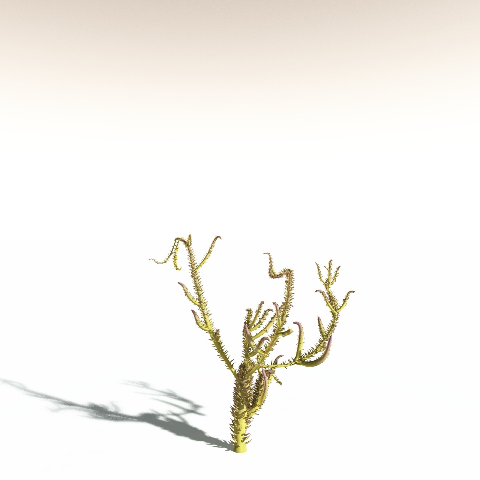 EVERYPlant Drepanophycus Spinaeformis for Daz by N/A