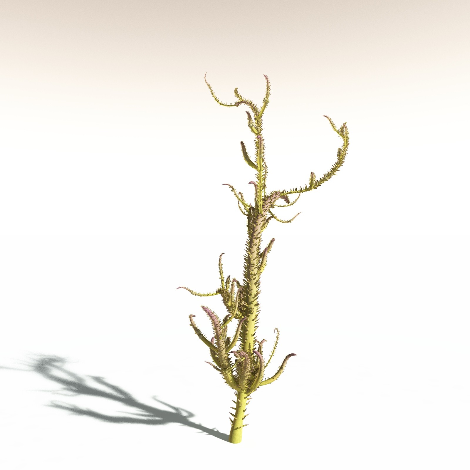 EVERYPlant Drepanophycus Spinaeformis for Daz by N/A