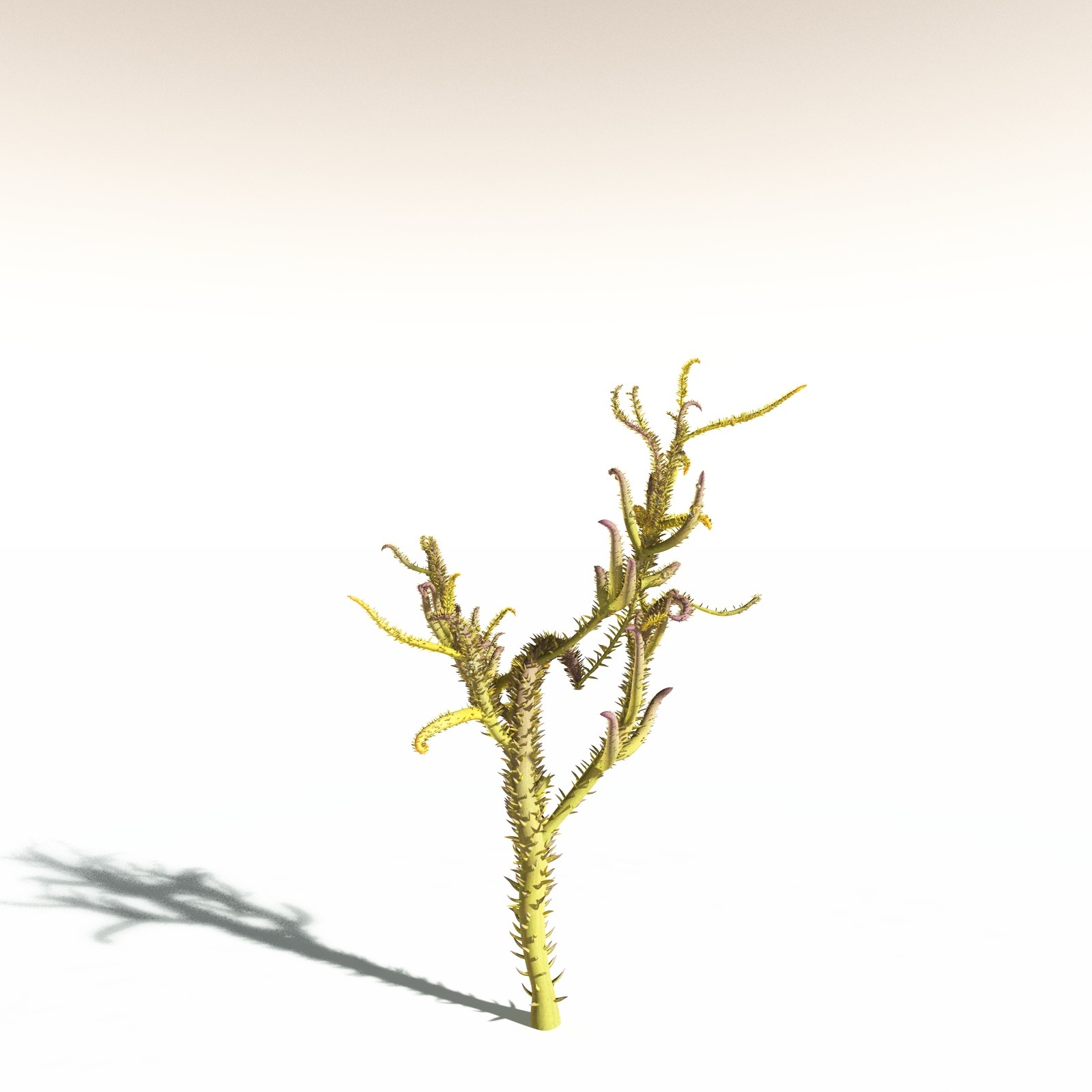 EVERYPlant Drepanophycus Spinaeformis for Daz by N/A