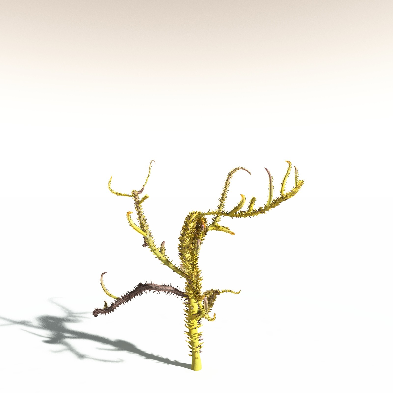 EVERYPlant Drepanophycus Spinaeformis for Daz by N/A