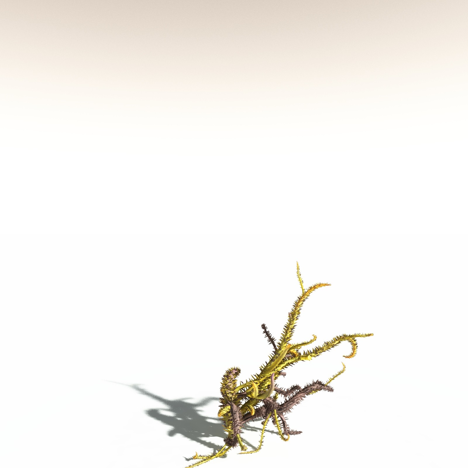 EVERYPlant Drepanophycus Spinaeformis for Daz by N/A