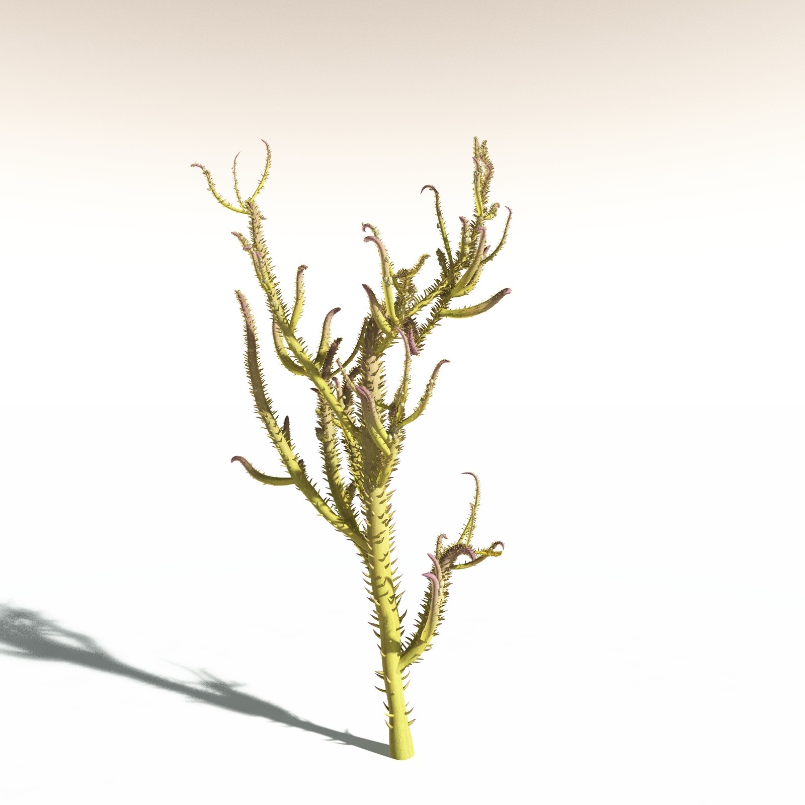 EVERYPlant Drepanophycus Spinaeformis for Daz by N/A