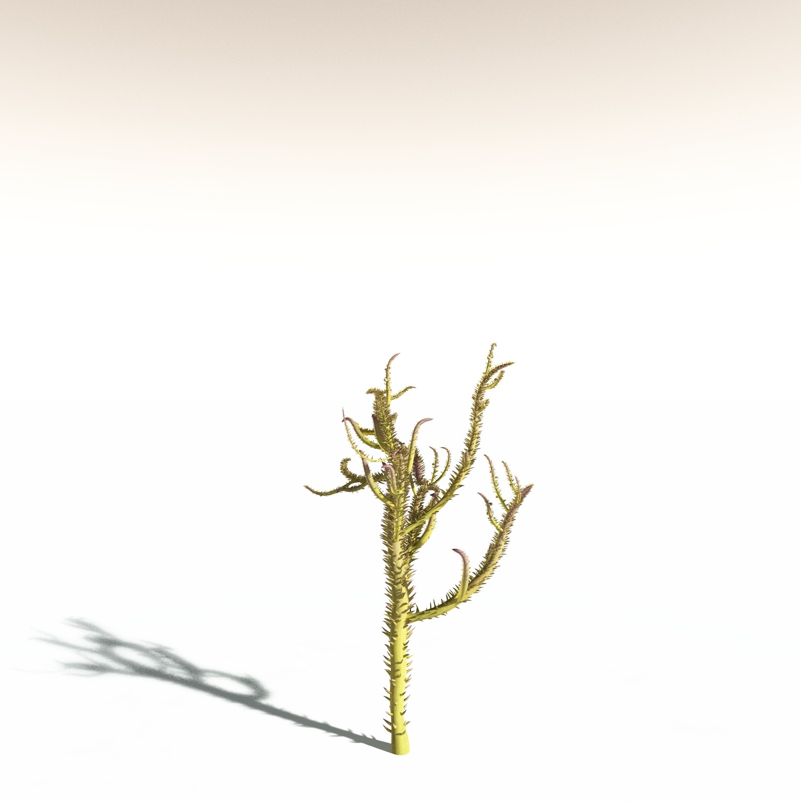 EVERYPlant Drepanophycus Spinaeformis for Daz by N/A
