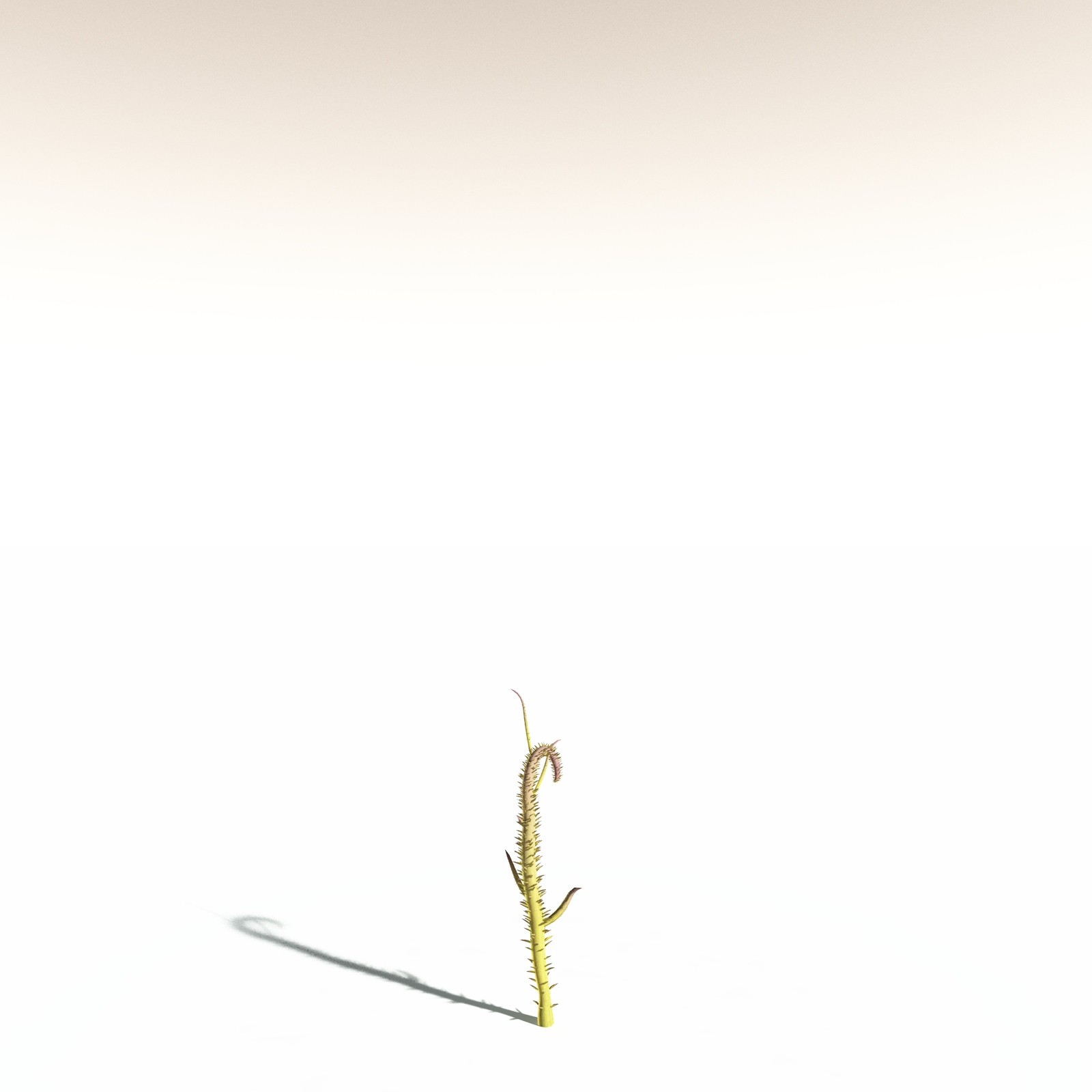 EVERYPlant Drepanophycus Spinaeformis for Daz by N/A