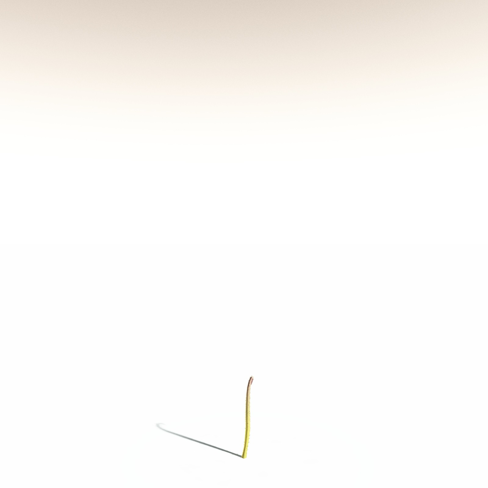 EVERYPlant Drepanophycus Spinaeformis for Daz by N/A
