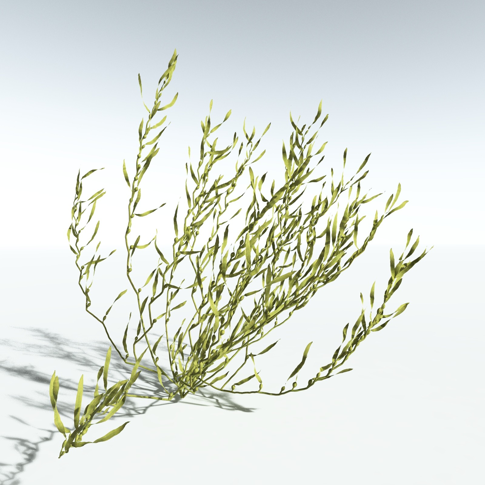 EVERYPlant Giant Kelp for Vue by N/A
