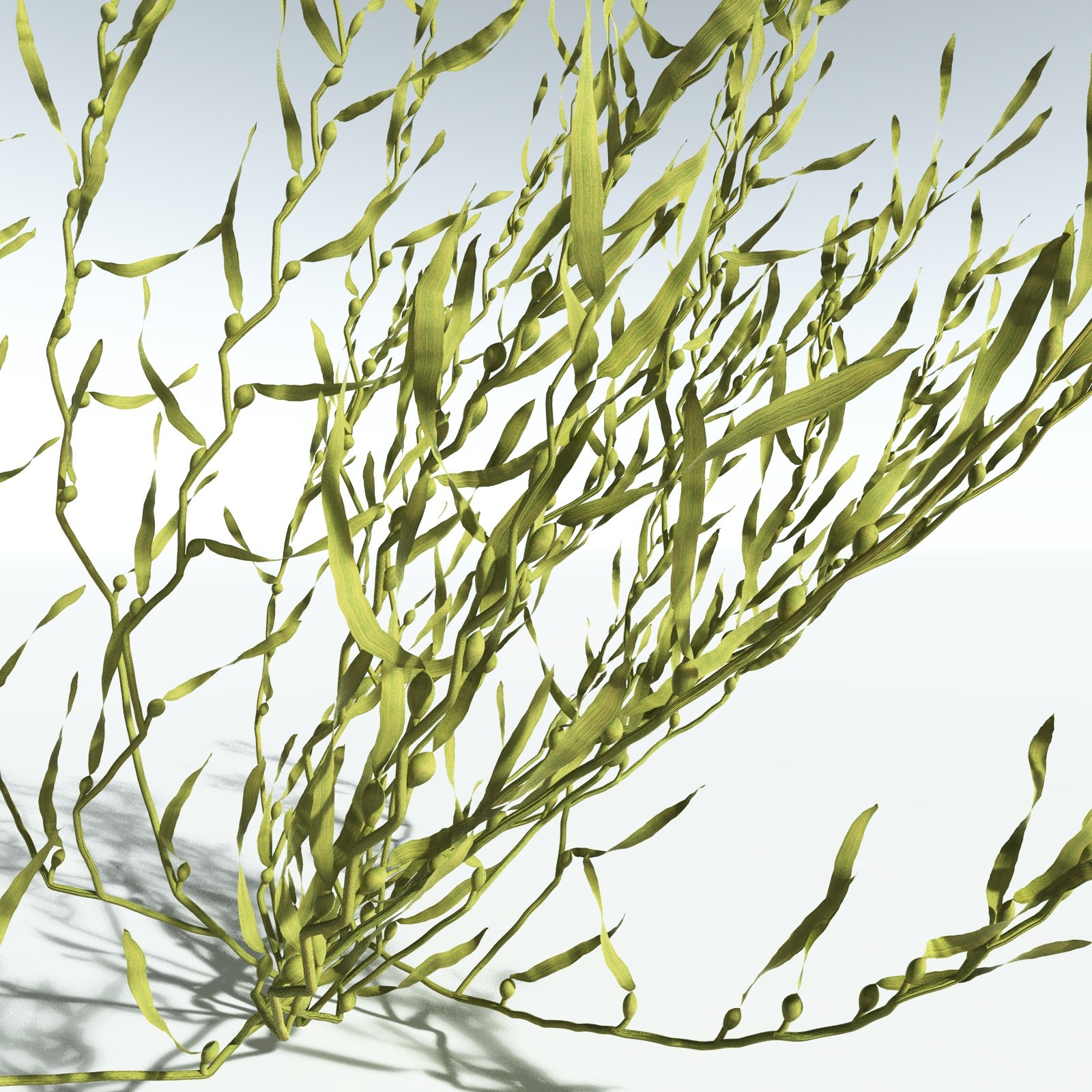 EVERYPlant Giant Kelp for Vue by N/A