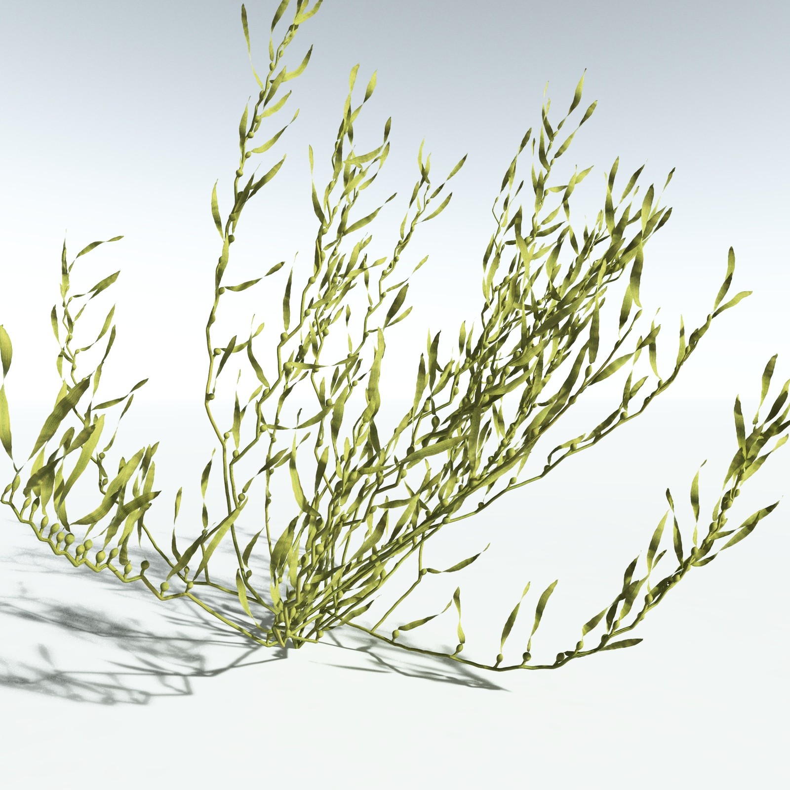 EVERYPlant Giant Kelp for Vue by N/A