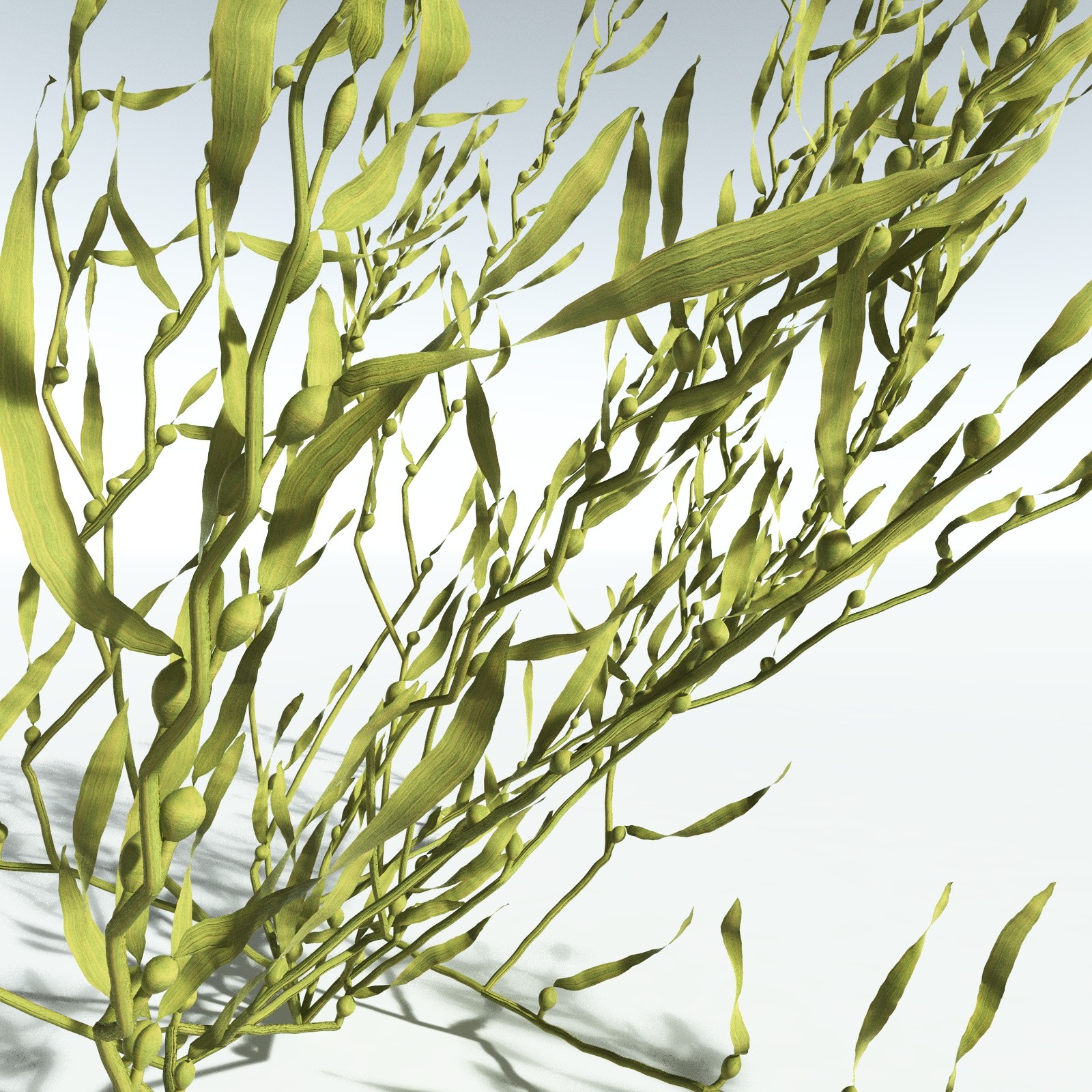 EVERYPlant Giant Kelp for Vue by N/A