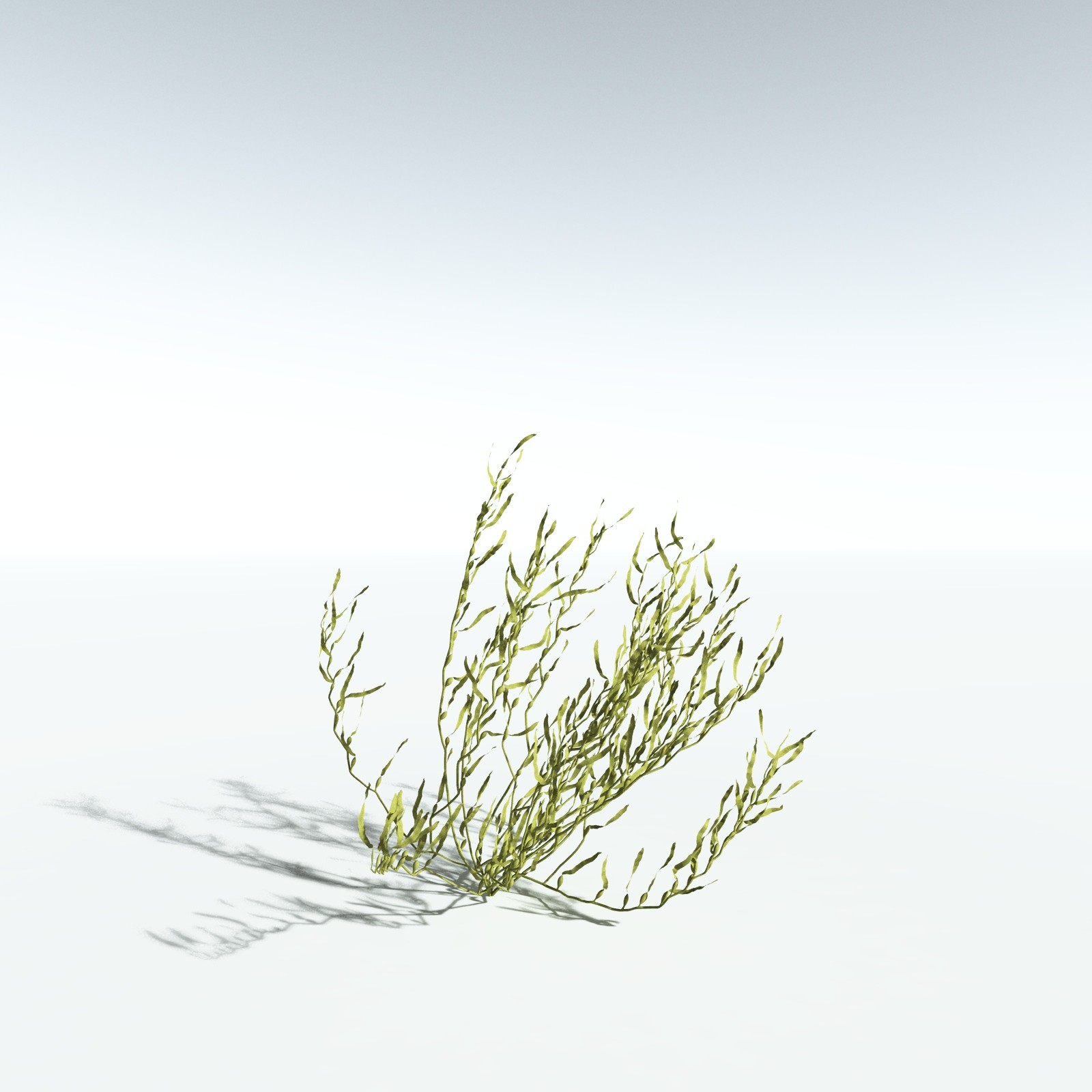 EVERYPlant Giant Kelp for Vue by N/A