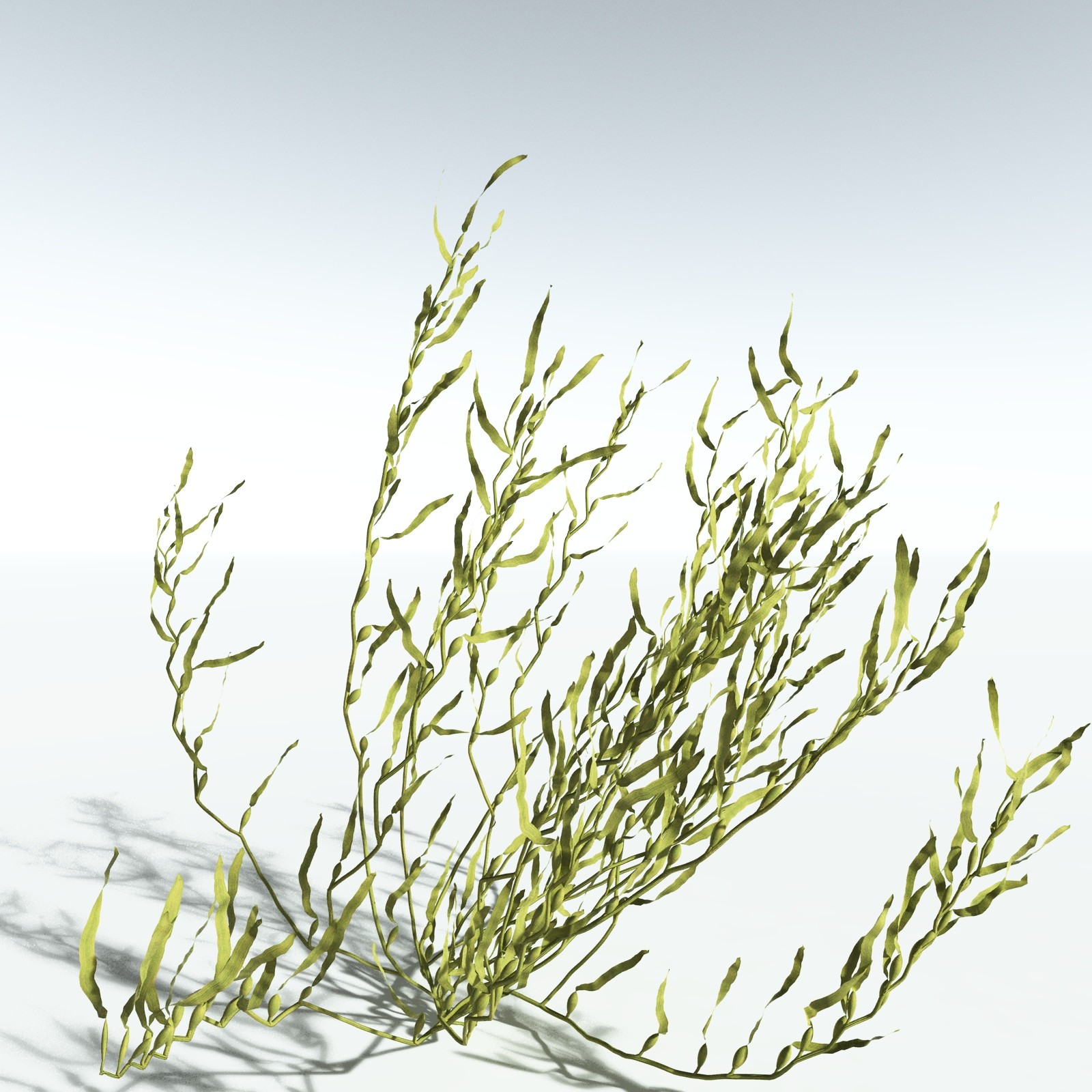 EVERYPlant Giant Kelp for Vue by N/A