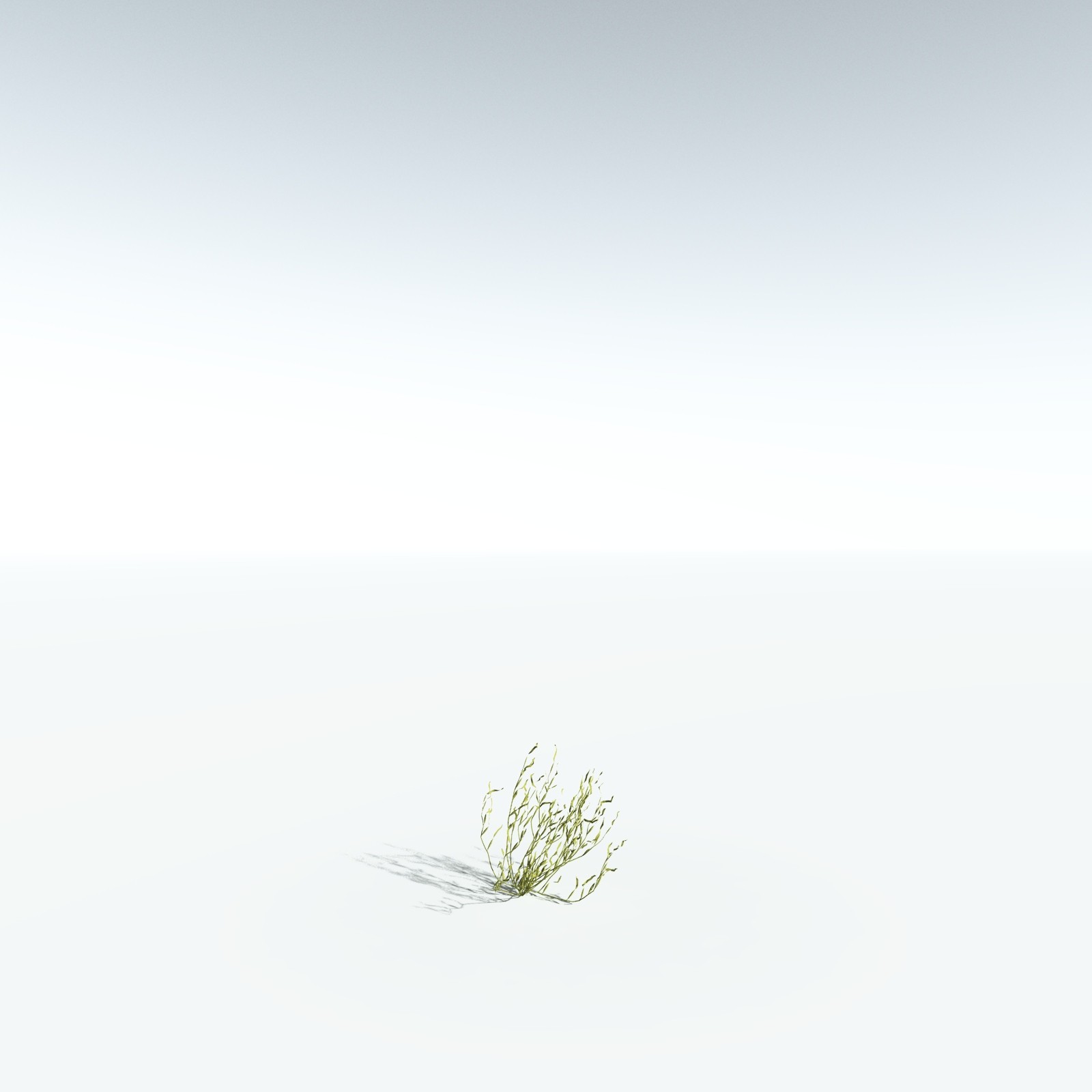 EVERYPlant Giant Kelp for Vue by N/A
