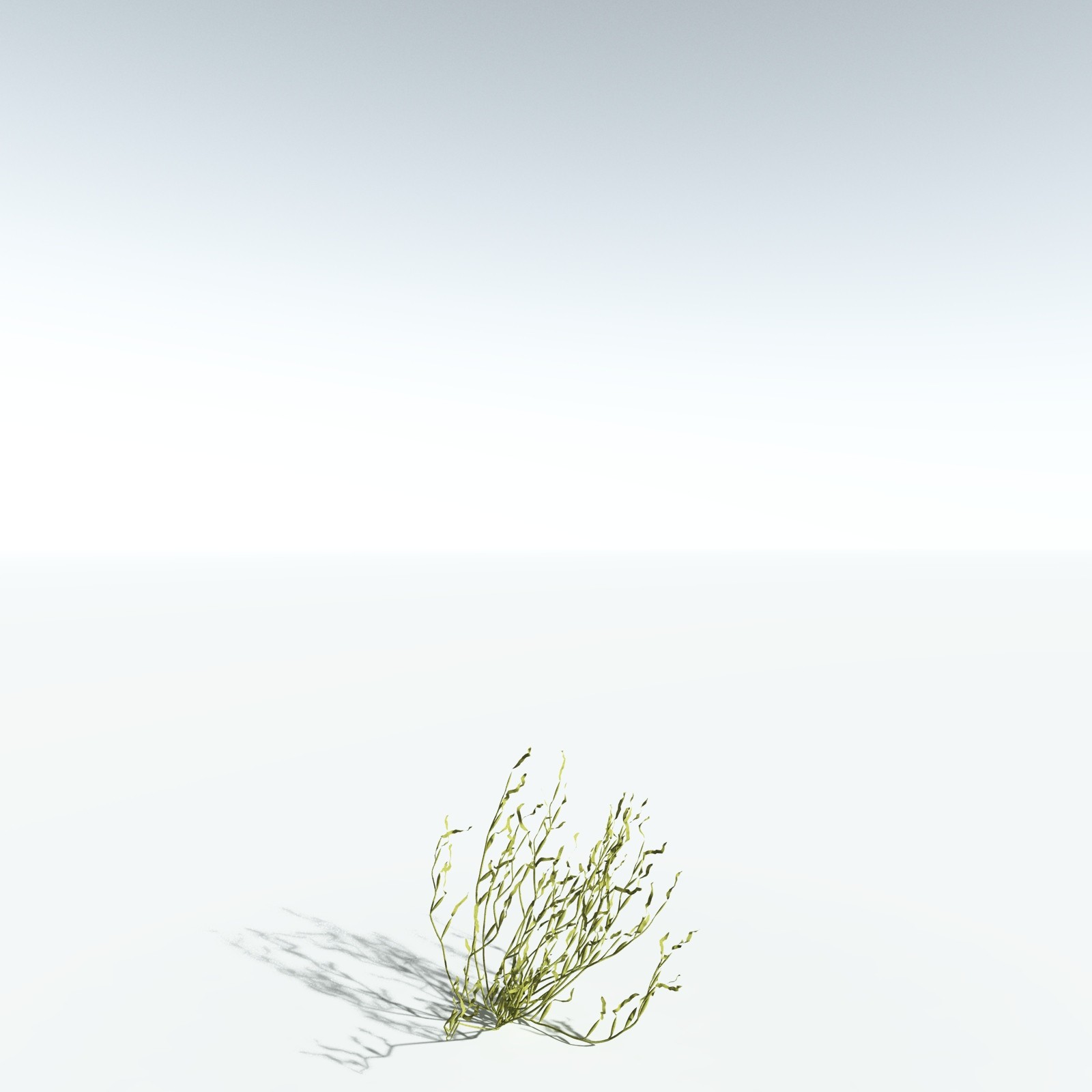 EVERYPlant Giant Kelp for Vue by N/A