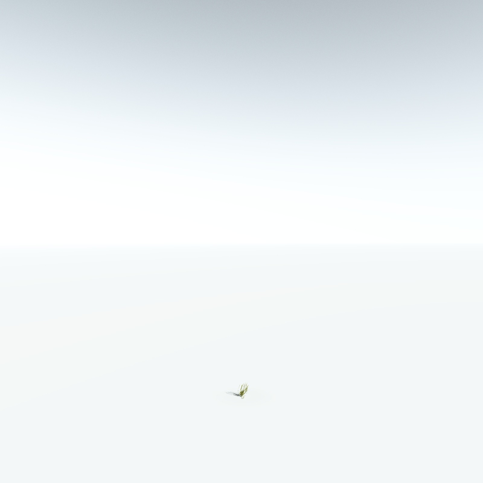 EVERYPlant Giant Kelp for Vue by N/A