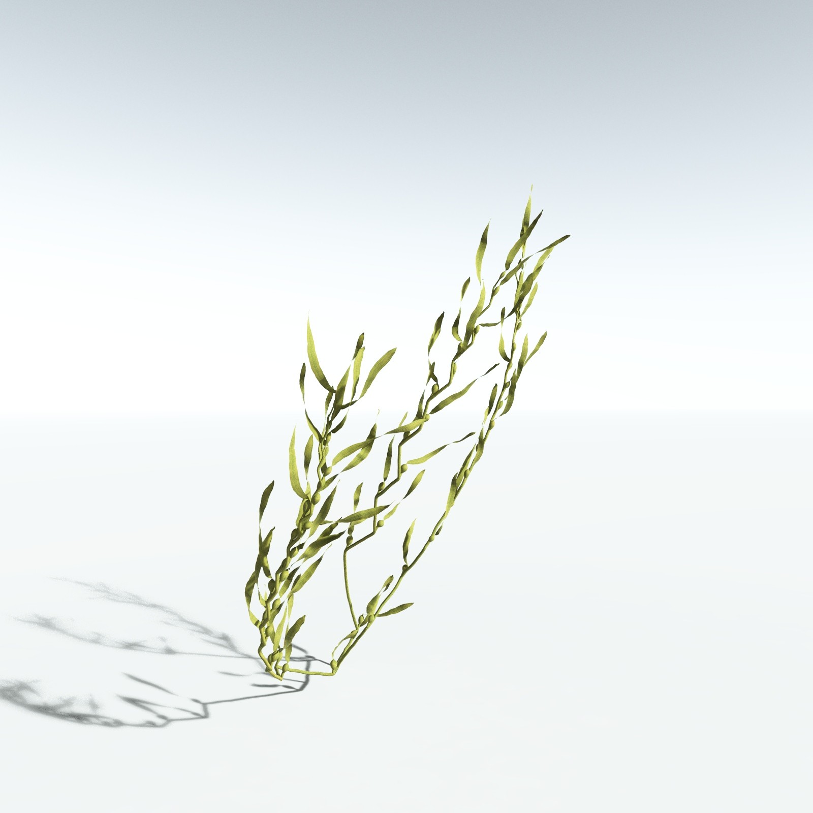 EVERYPlant Giant Kelp for Vue by N/A