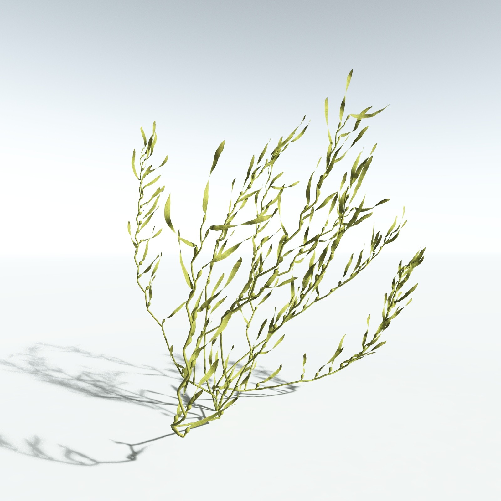 EVERYPlant Giant Kelp for Vue by N/A