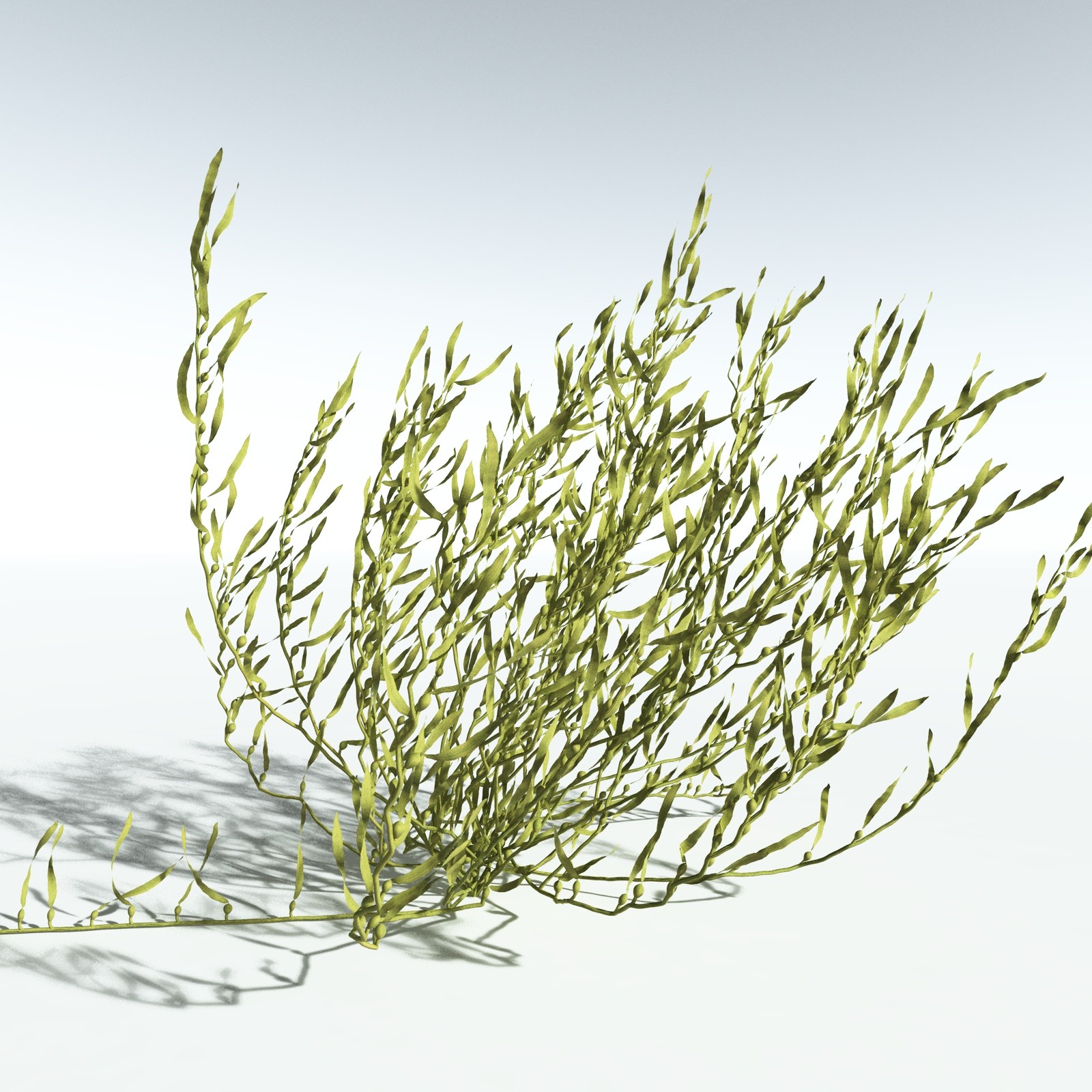 EVERYPlant Giant Kelp for Vue by N/A