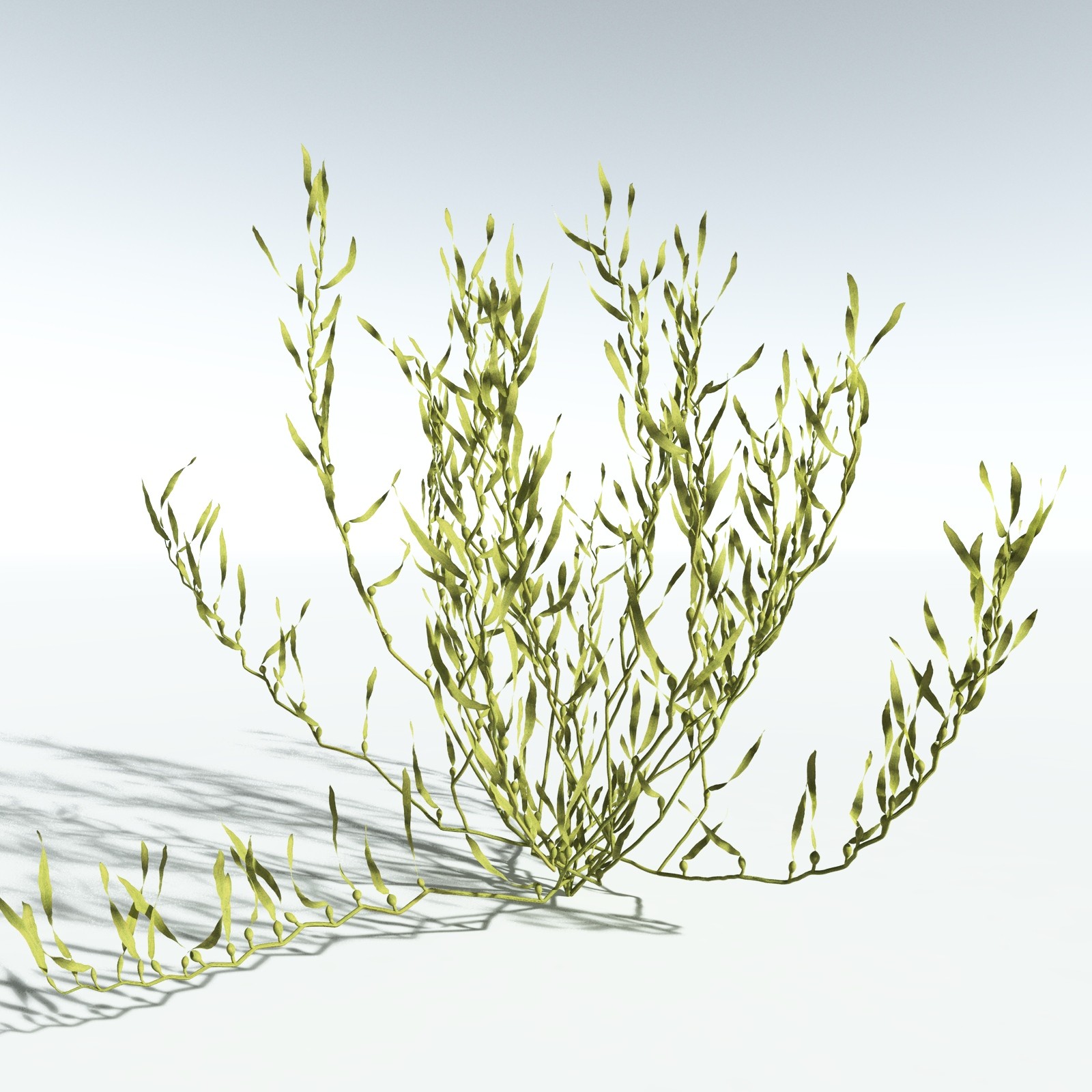 EVERYPlant Giant Kelp for Vue by N/A