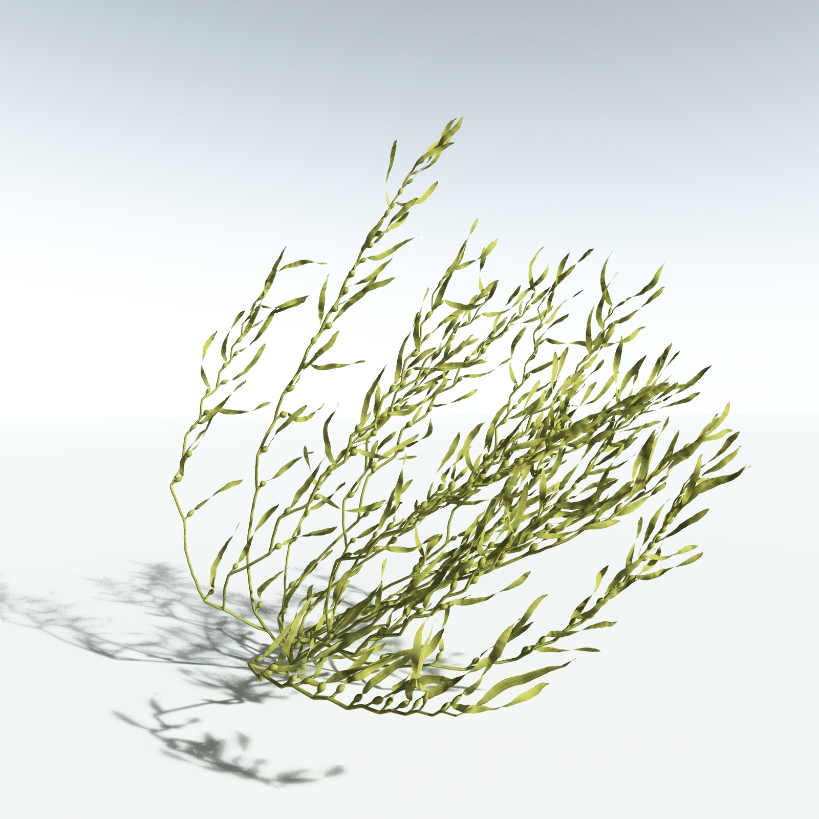 EVERYPlant Giant Kelp for Vue by N/A