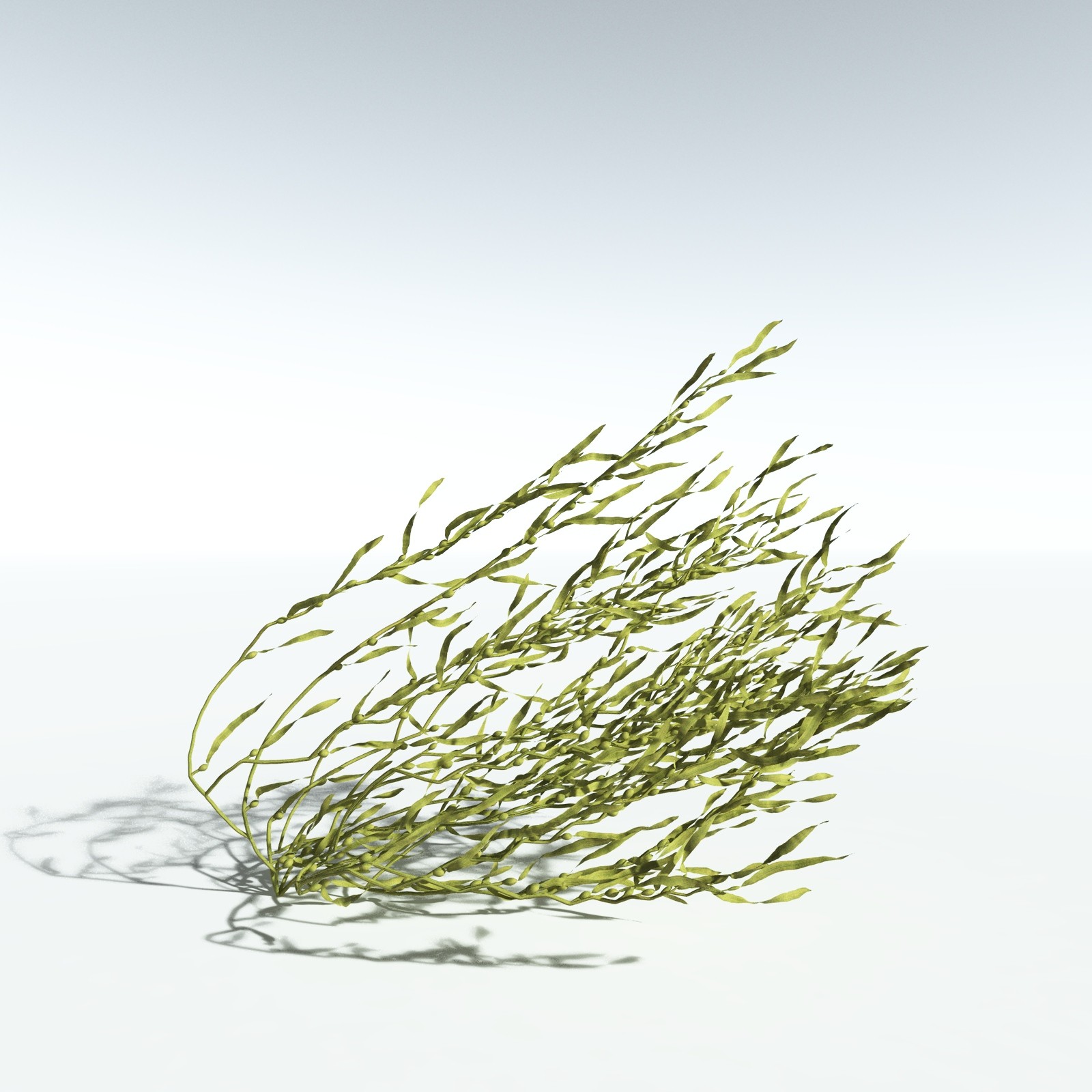 EVERYPlant Giant Kelp for Vue by N/A